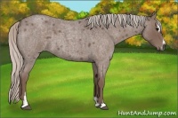 Horse Color:Silver Blue Roan Sabino