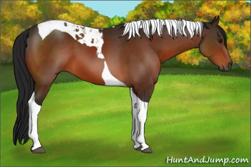 Horse Color:Gray Bay Tobiano 