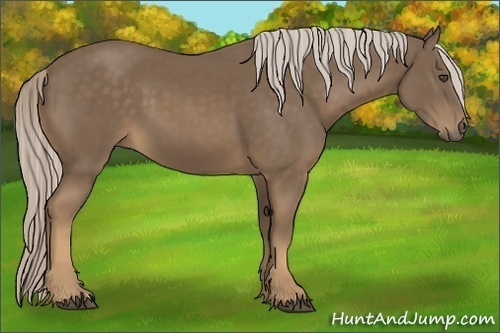 Horse Color:Chocolate Palomino 