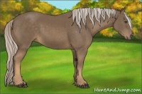 Horse Color:Chocolate Palomino