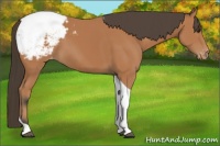 Horse Color:Bay Tobiano Snowcap