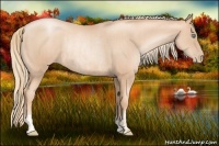 Horse Color:Gold Champagne Pearl Rabicano  and Gold Champagne Pearl Rabicano 