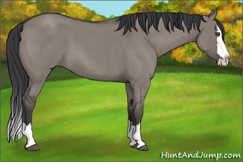 Horse Color:Grullo Roan Splash 