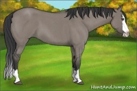 Horse Color:Grullo Roan Splash 