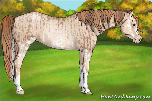Horse Color:Black Pearl Splash Rabicano and Classic Champagne Pearl Rabicano