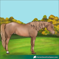 Horse Color:Liver Chestnut Pearl Rabicano  and Liver Chestnut Pearl Rabicano 