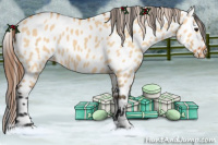 Horse Color:Bay Dun Appaloosa 
