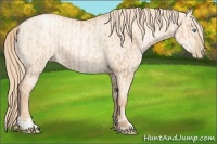 Horse Color:Gold Champagne Pearl Rabicano  and Gold Champagne Pearl Dun Rabicano 