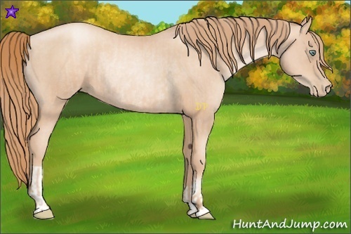 Horse Color:Gold Champagne Pearl Rabicano and Gold Champagne Pearl Rabicano