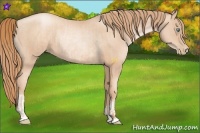 Horse Color:Gold Champagne Pearl Rabicano and Gold Champagne Pearl Rabicano