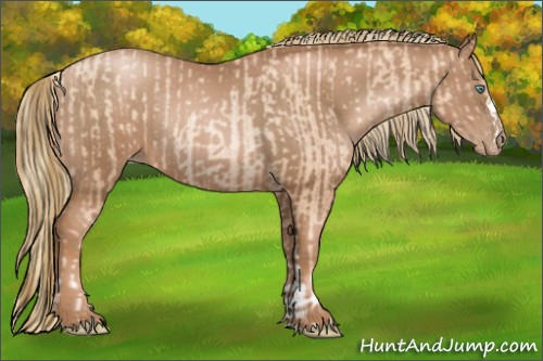 Horse Color:Gold Champagne Pearl Rabicano  and Liver Chestnut Pearl Rabicano 