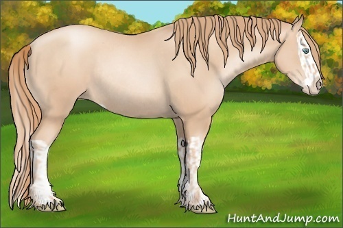 Horse Color:Gold Champagne Pearl Rabicano  and Gold Champagne Pearl Splash Rabicano 