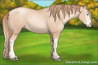 Horse Color:Gold Champagne Pearl Rabicano  and Gold Champagne Pearl Splash Rabicano 