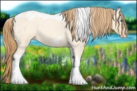 Horse Color:Gold Champagne Roan Dun Splash Tobiano Frame Appaloosa Rabicano 