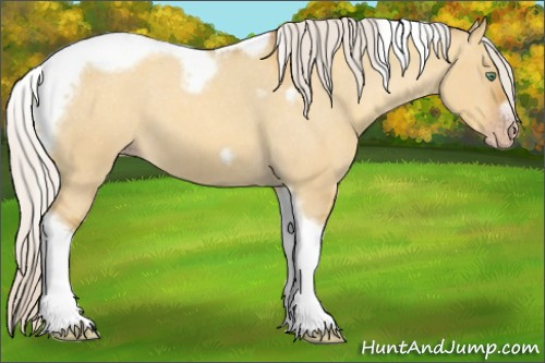 Horse Color:Gray Silver Amber Cream Champagne Roan Dun Splash Tobiano Frame Appaloosa Rabicano 