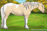 Horse Color:Gray Silver Amber Cream Champagne Roan Dun Splash Tobiano Frame Appaloosa Rabicano 