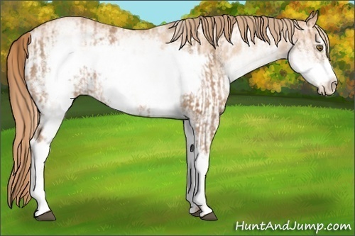 Horse Color:White Spotted Liver Chestnut Pearl Frame Rabicano  and White Spotted Gold Champagne Pearl Frame Rabicano 