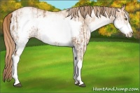 Horse Color:White Spotted Liver Chestnut Pearl Frame Rabicano  and White Spotted Gold Champagne Pearl Frame Rabicano 