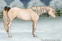 Horse Color:Gold Champagne Pearl Rabicano and Gold Champagne Pearl Rabicano