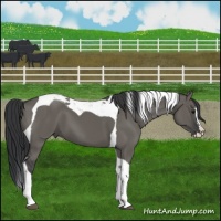 Horse Color:Grullo Splash Tobiano