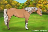 Horse Color:Silver Bay 