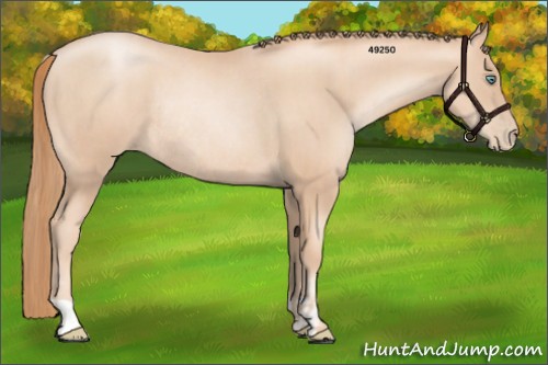 Horse Color:Gold Champagne Pearl Rabicano and Gold Champagne Pearl Rabicano
