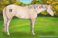 Horse Color:Gold Champagne Pearl Rabicano and Gold Champagne Pearl Frame Rabicano