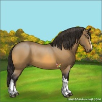 Horse Color:Buckskin 