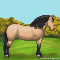 Horse Color:Bay Dun 