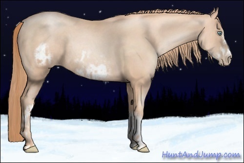 Horse Color:Gold Champagne Pearl Rabicano  and Gold Champagne Pearl Frame Rabicano 