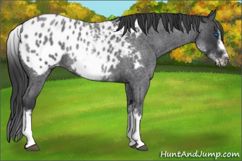 Horse Color:White Spotted Blue Roan Splash Frame Appaloosa