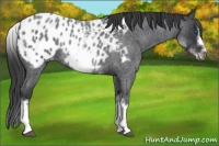 Horse Color:White Spotted Blue Roan Splash Frame Appaloosa 