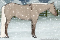 Horse Color:Liver Red Dun Mushroom Rabicano