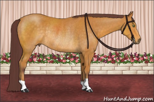 Horse Color:Chocolate Buckskin Rabicano 