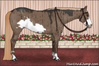 Horse Color:Liver Red Dun Frame