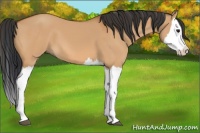 Horse Color:Bay Dun Splash 