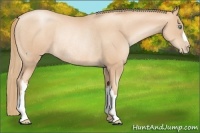 Horse Color:Gold Champagne Pearl Rabicano  and Gold Champagne Pearl Rabicano 
