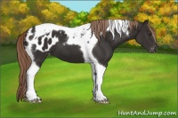 Horse Color:Liver Chestnut Tobiano Appaloosa 