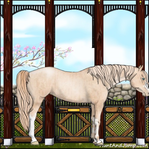 Horse Color:Gold Champagne Pearl Rabicano and Gold Champagne Pearl Rabicano