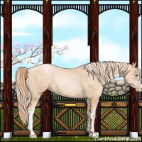 Horse Color:Gold Champagne Pearl Rabicano and Gold Champagne Pearl Rabicano