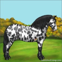 Horse Color:Black Near Leopard 