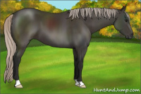 Horse Color:Gray Silver Black 