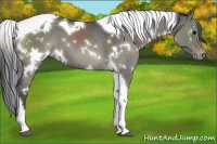 Horse Color:White Spotted Grullo Tobiano Appaloosa 