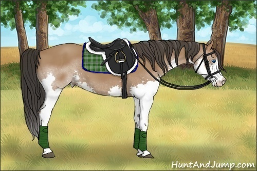 Horse Color:Bay Splash 