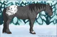 Horse Color:Black Ice Appaloosa 