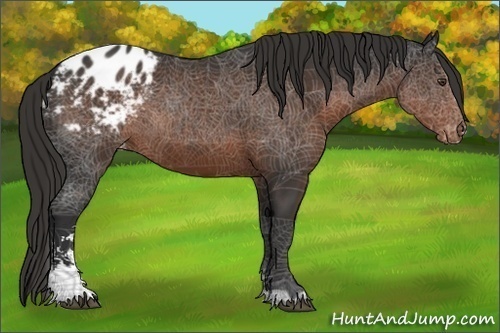 Horse Color:Liver Chestnut Sabino Appaloosa 