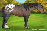 Horse Color:Liver Chestnut Sabino Appaloosa 