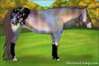 Horse Color:Void Nacre Liver Red Onyx Varnish 
