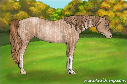 Horse Color:Gold Champagne Pearl Rabicano and Liver Chestnut Pearl Rabicano