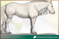 Horse Color:Palomino Dun Splash Tobiano Varnish 